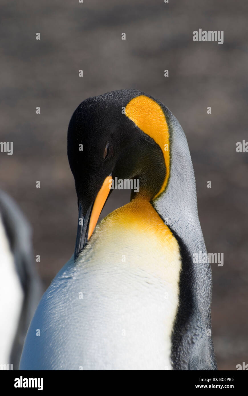 , Pingüino Rey aptenodytes patagonicus, acicalarse las plumas Foto de stock