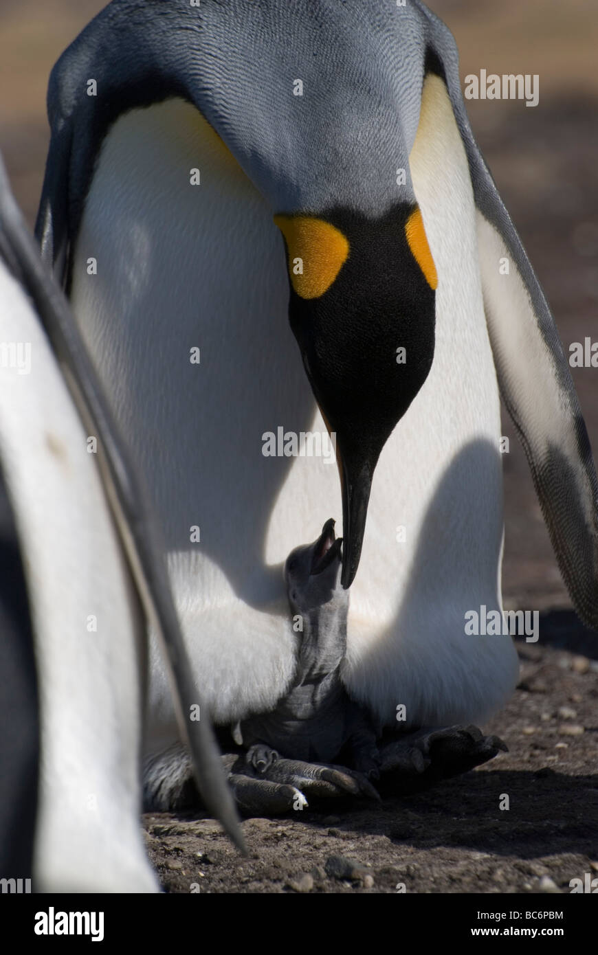 Pingüinos rey, Aptenodytes patagonicus - garbanzos en los pies de su padre, protege y mantiene caliente por un colgajo de piel especial Foto de stock