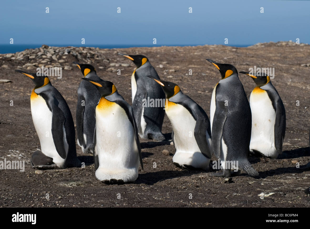Un grupo de Pingüinos rey, Aptenodytes patagonicus -en su mayoría adultos pero algunos con pollitos y otros incubando huevos Foto de stock