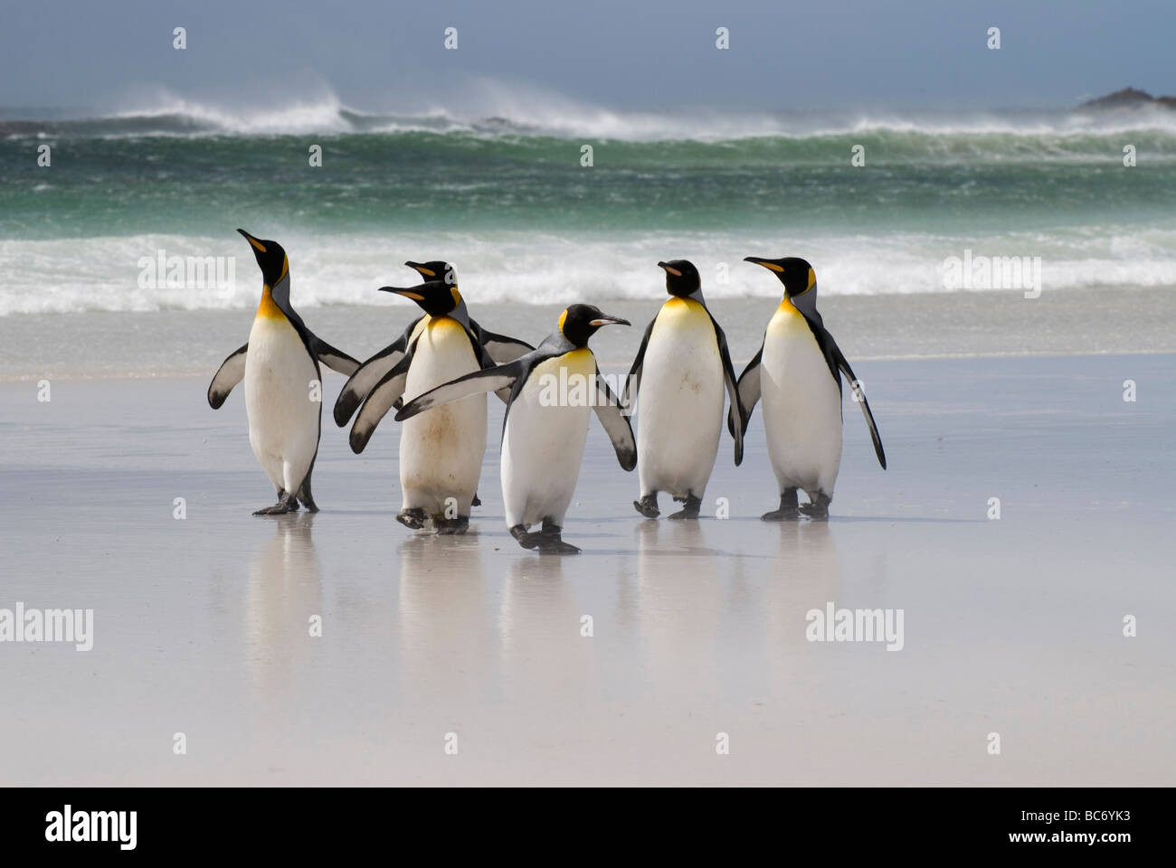 Un grupo de Pingüinos rey, aptenodytes patagonicus, caminando hasta la playa de la mar Foto de stock
