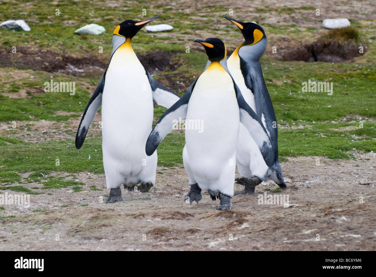 Tres Pingüinos rey, Aptenodytes patagonicus Foto de stock