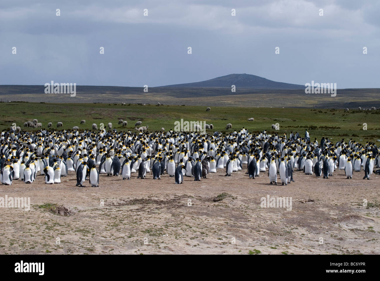 Una colonia de Pingüinos rey, aptenodytes patagonicus, al borde de una playa y tierras de pastoreo con ovejas detrás de ellos Foto de stock