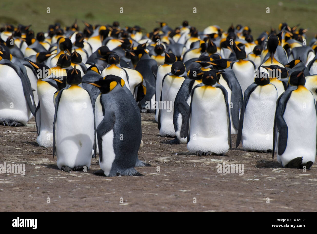 Una colonia de Pingüinos rey, Aptenodytes patagonicus Foto de stock