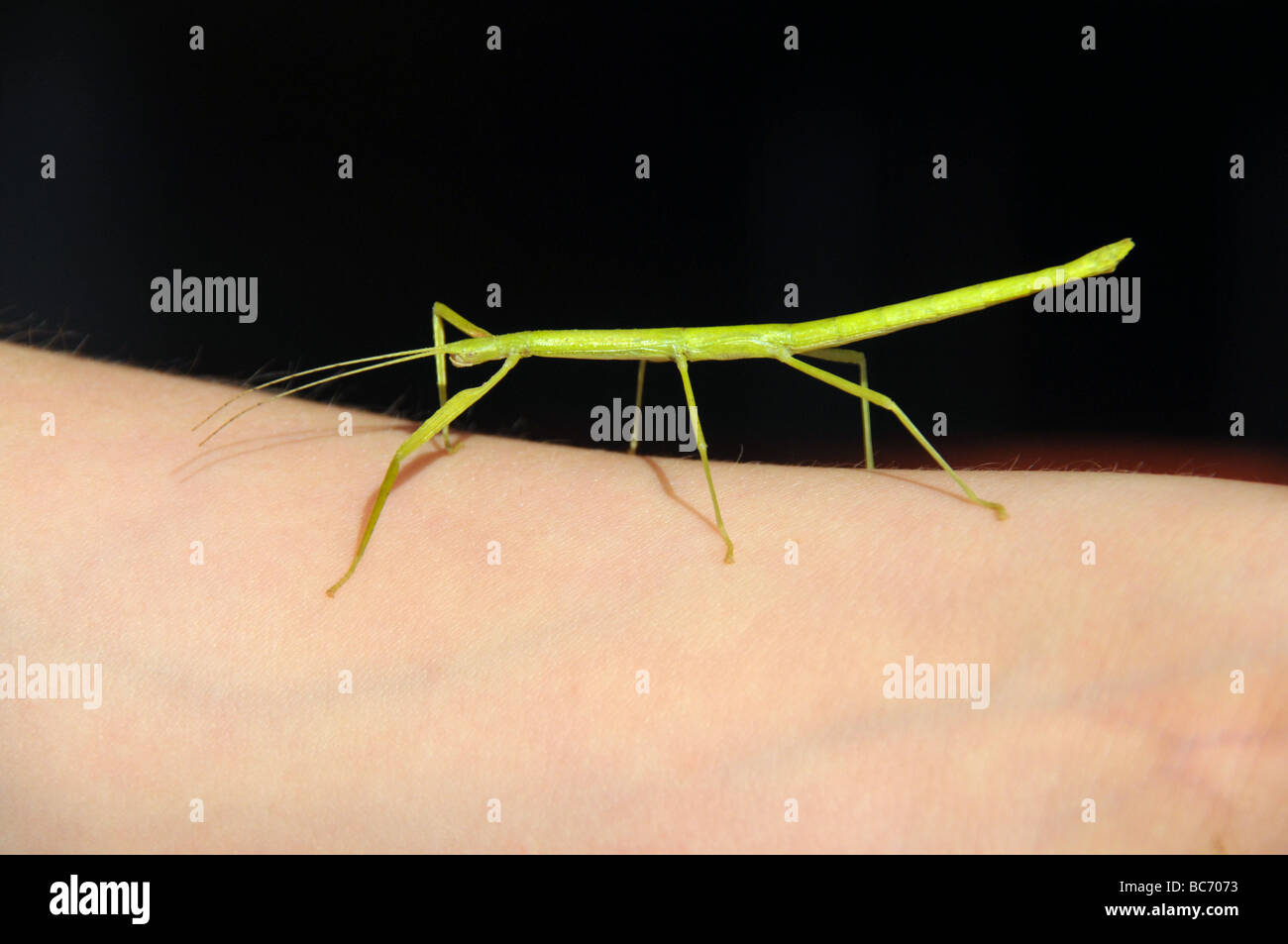 Un insecto palo caminando junto a un niño del brazo. Foto de stock