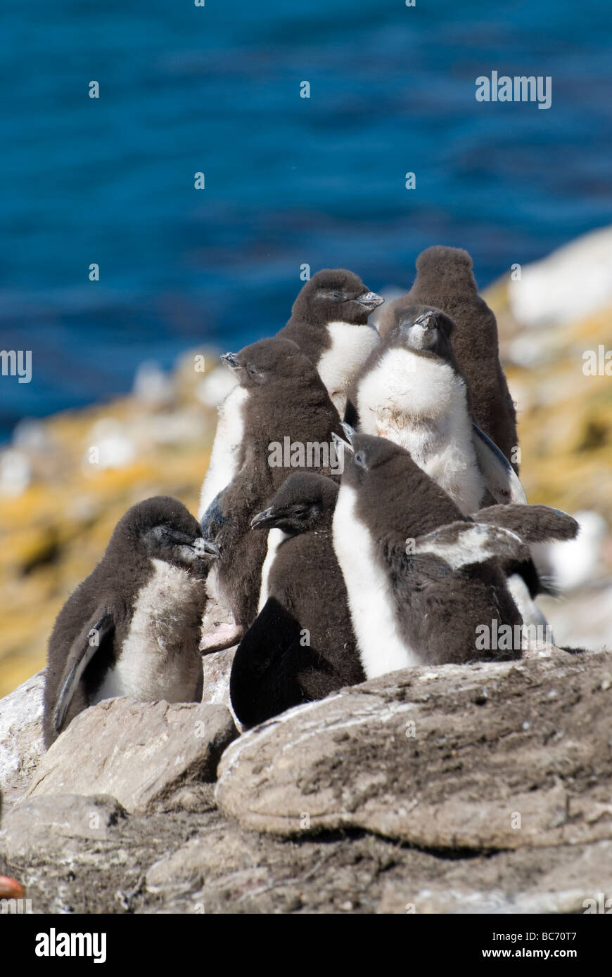 Sur de polluelos de pingüinos Penacho Amarillo, Eudyptes chrysocome. También conocido como Cormorán Imperial, cormorán, Rey Rey Shag Foto de stock