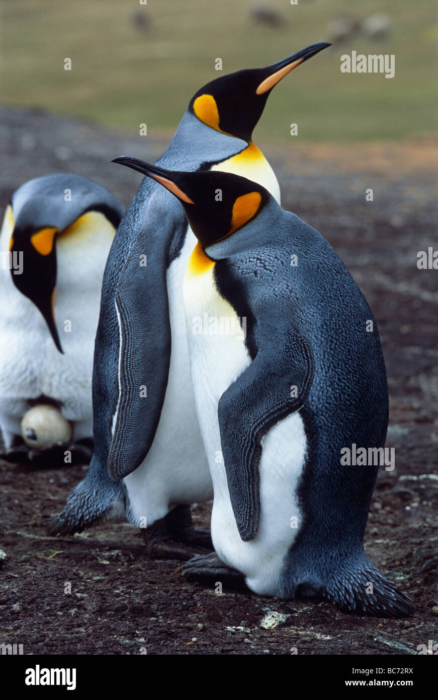 Un par de Pingüinos rey, Aptenodytes patagonicus. Detrás de ellos un adulto está incubando un huevo Foto de stock