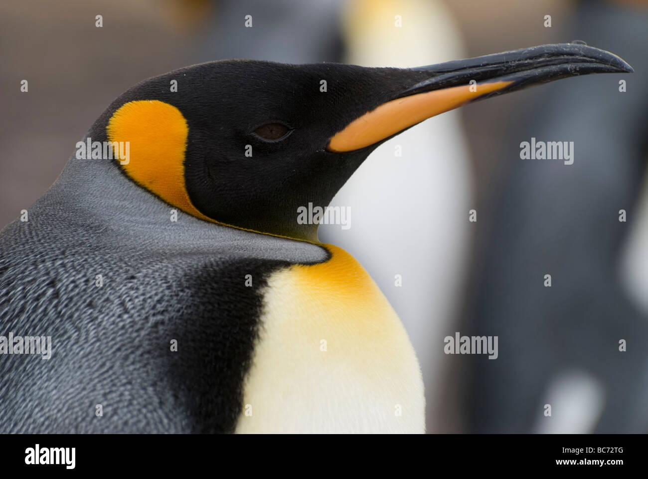 Pingüino Rey aptenodytes patagonicus, Foto de stock