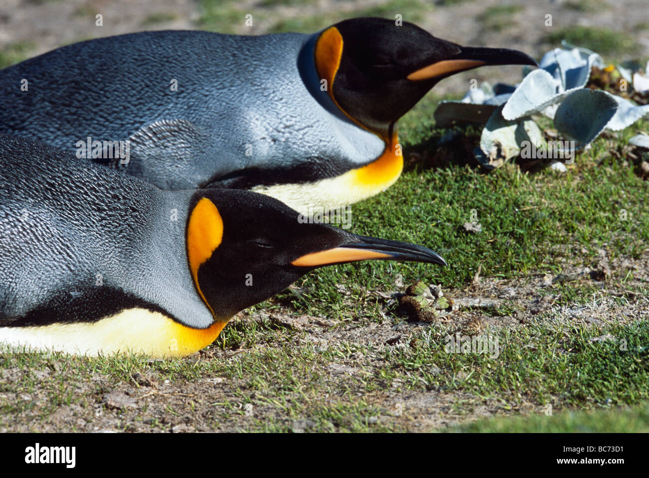 Un par de Pingüinos rey, aptenodytes patagonicus, tumbados sobre sus frentes Foto de stock