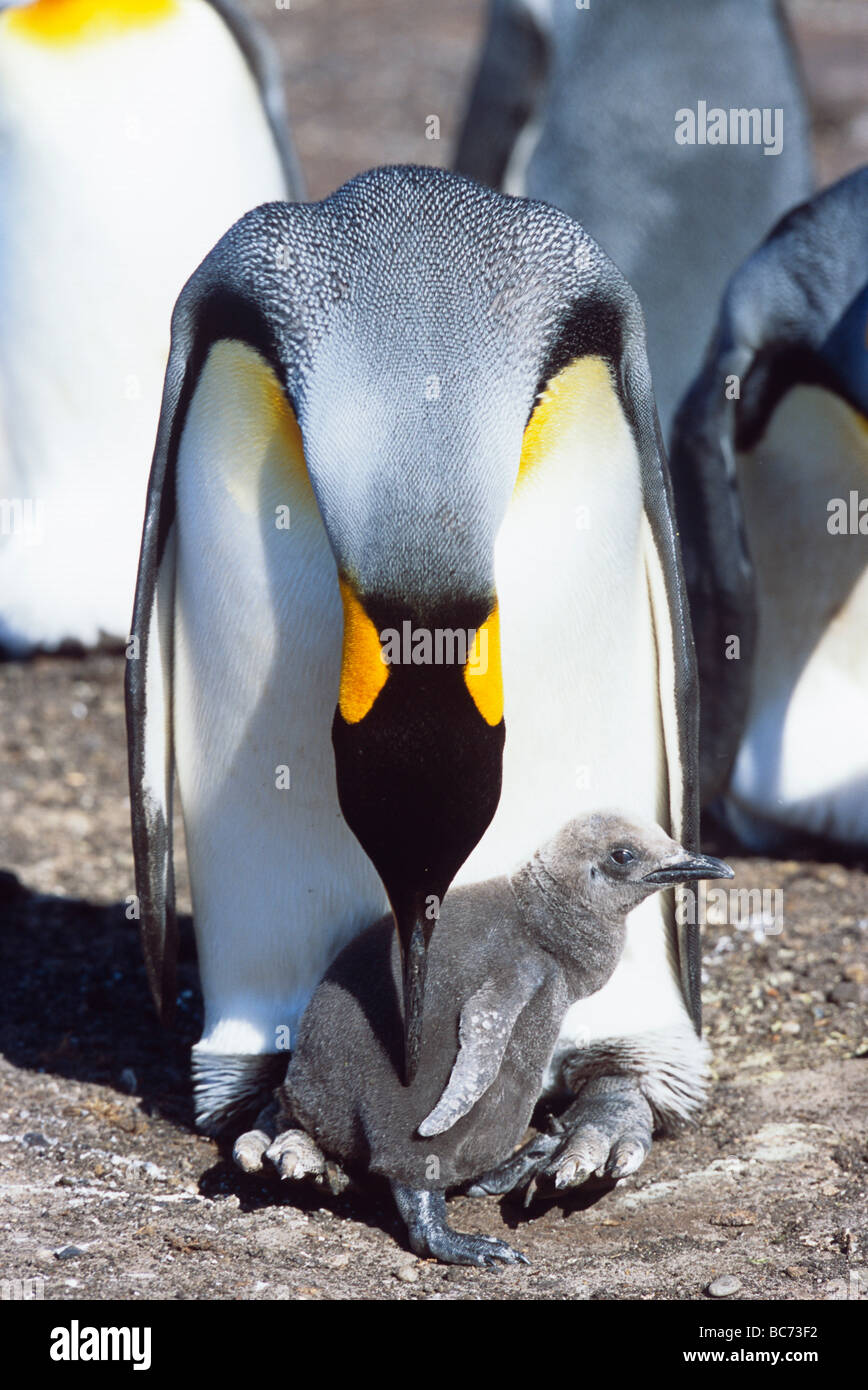 Un adulto, pingüino rey aptenodytes patagonicus, con sus garbanzos Foto de stock