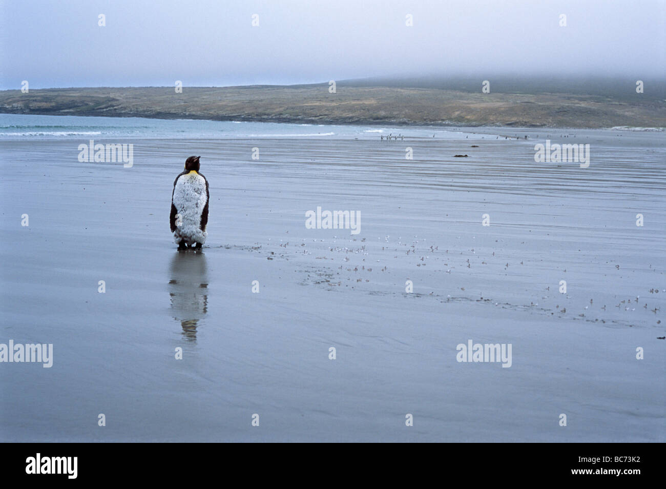 Un adulto, pingüino rey aptenodytes patagonicus, sola en una playa de arena, en caso de mal tiempo Foto de stock