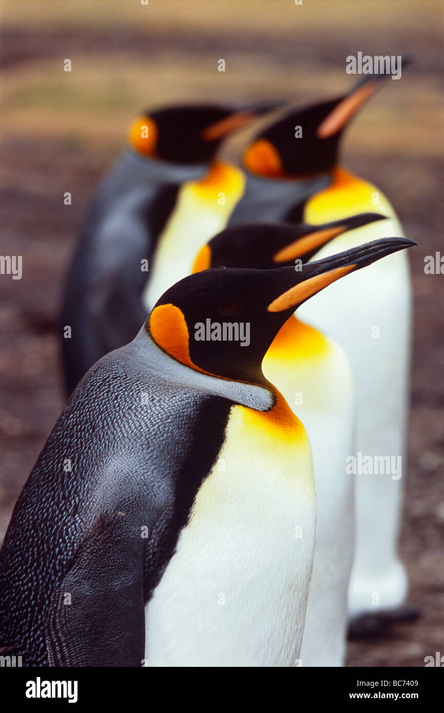 Una línea de adulto, pingüino rey Aptenodytes patagonicus Foto de stock