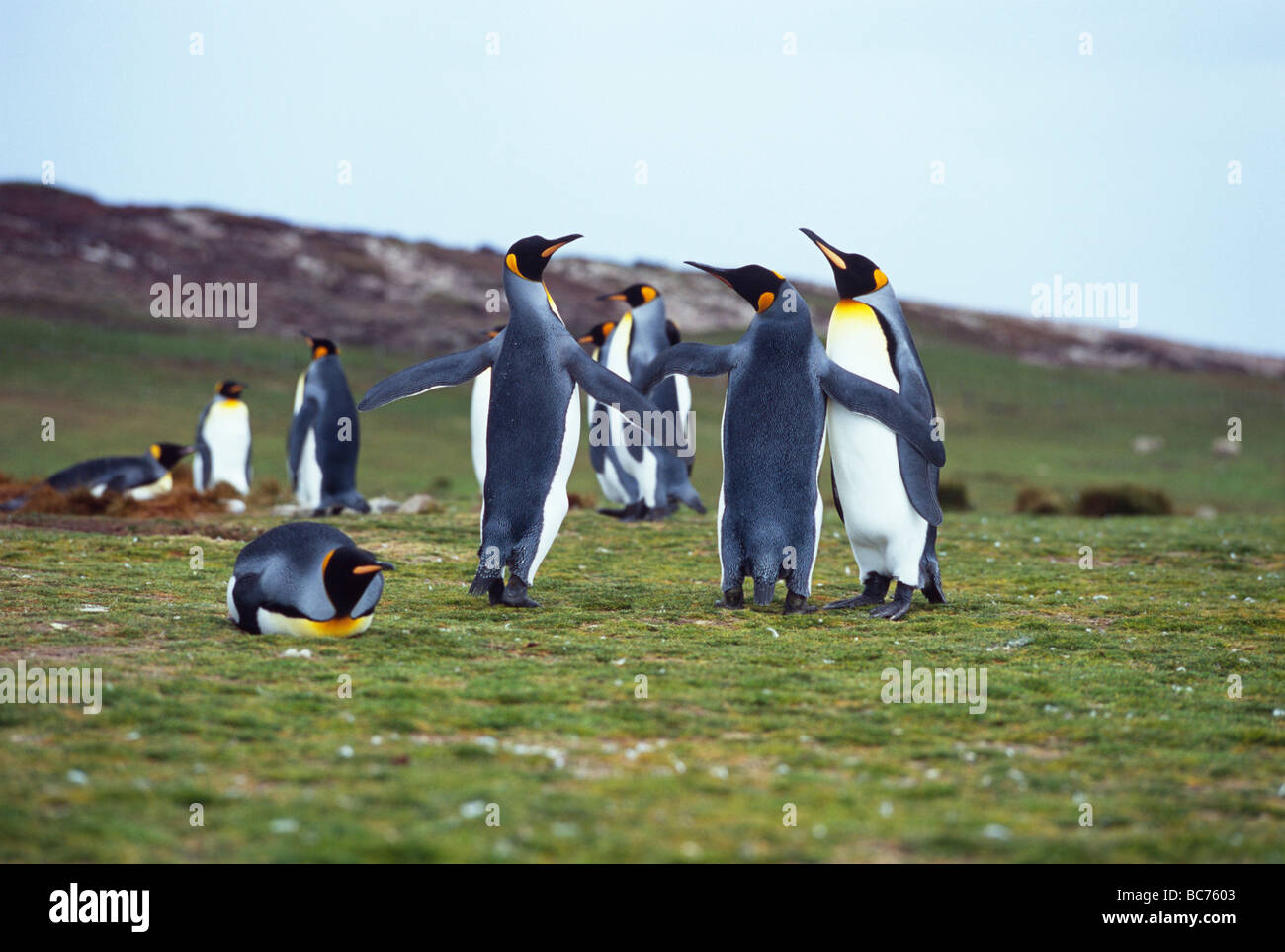 Un grupo de Pingüinos rey, relajante Aptenodytes patagonicus Foto de stock