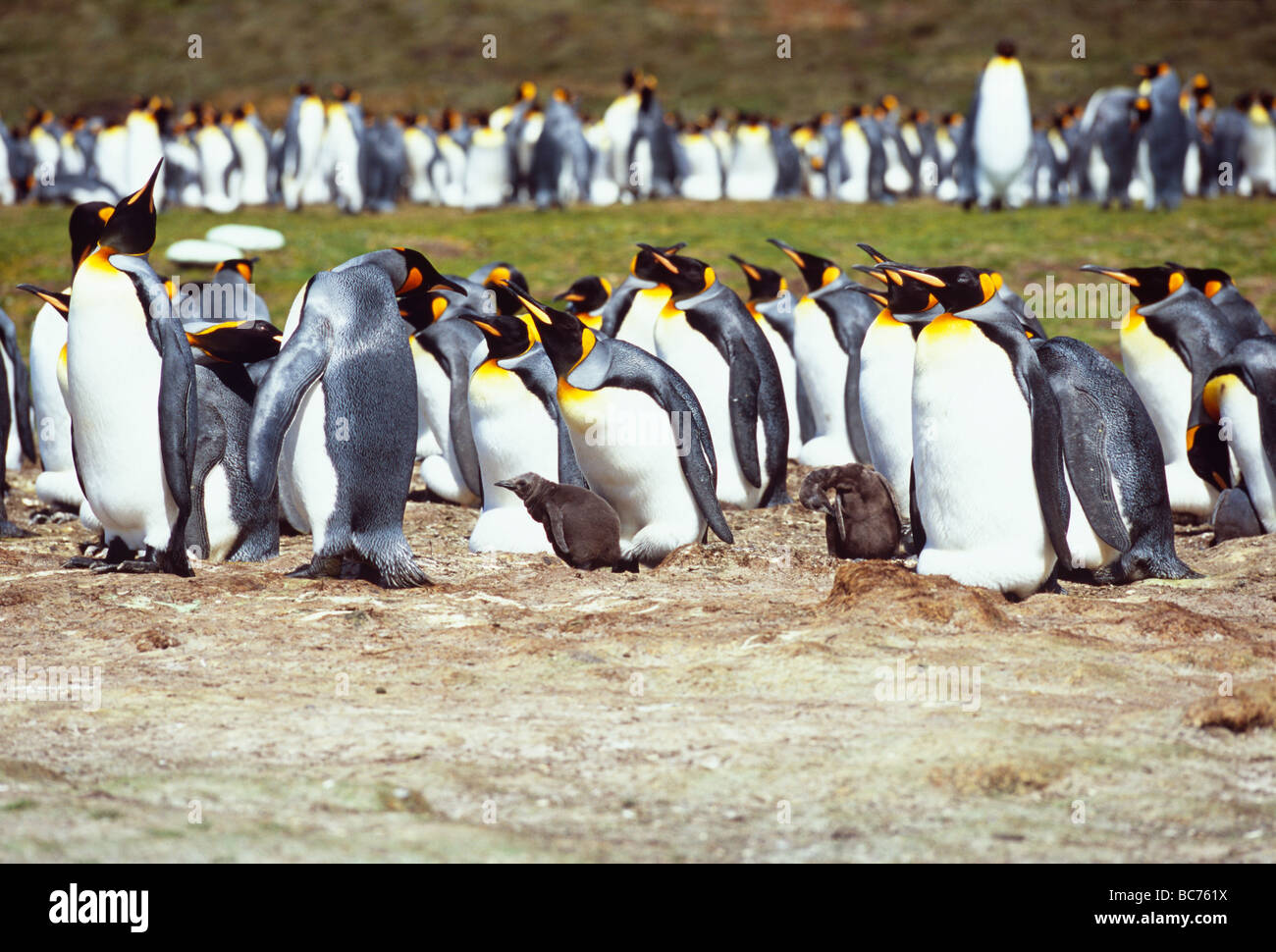 Una colonia de adultos y polluelos de pingüinos rey, Aptenodytes patagonicus Foto de stock