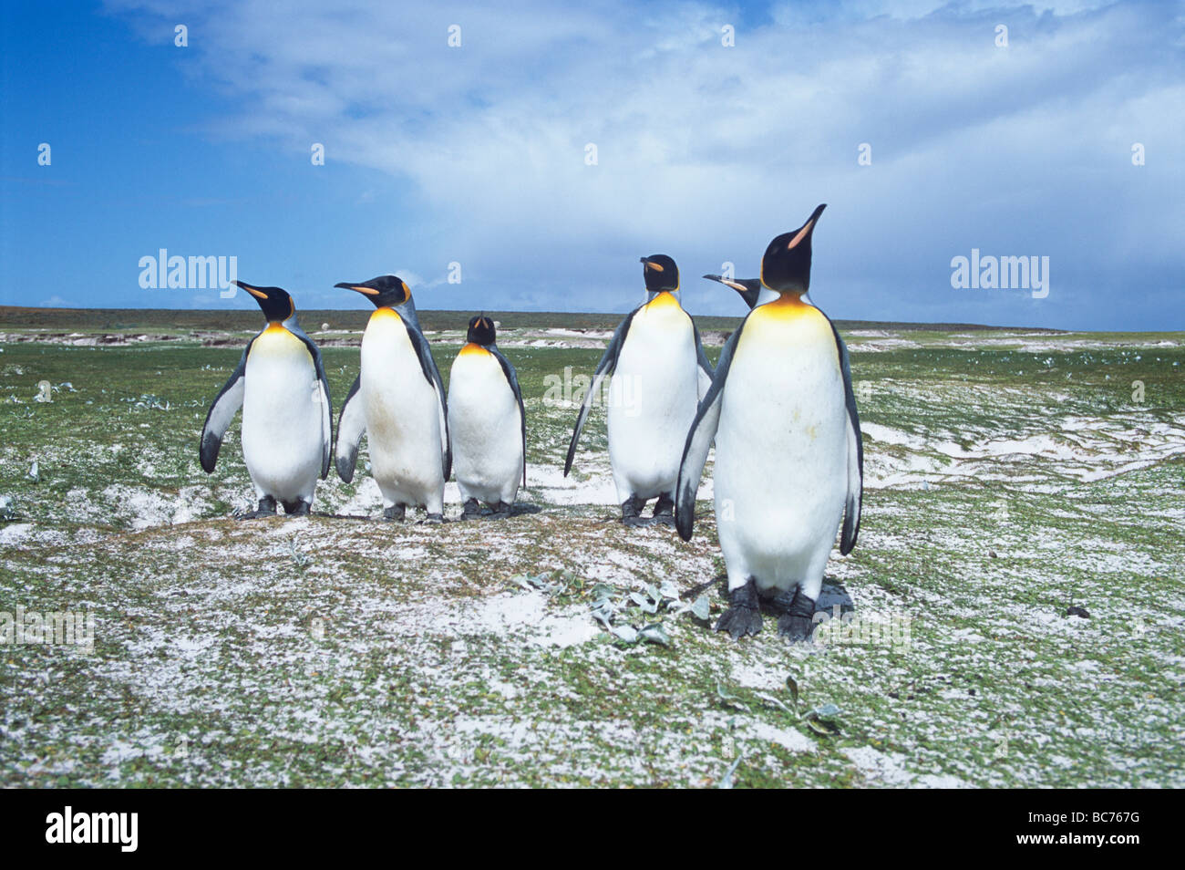 Un grupo de Pingüinos rey, Aptenodytes patagonicus Foto de stock