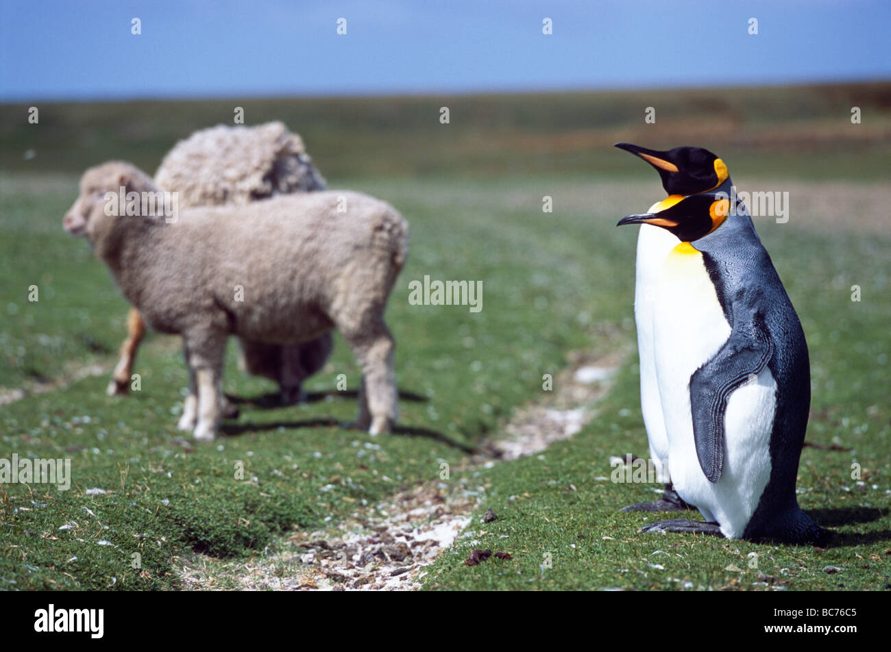 Un par de Pingüinos rey, aptenodytes patagonicus, de pie en tierras de cultivo cerca de ovejas domesticadas Foto de stock