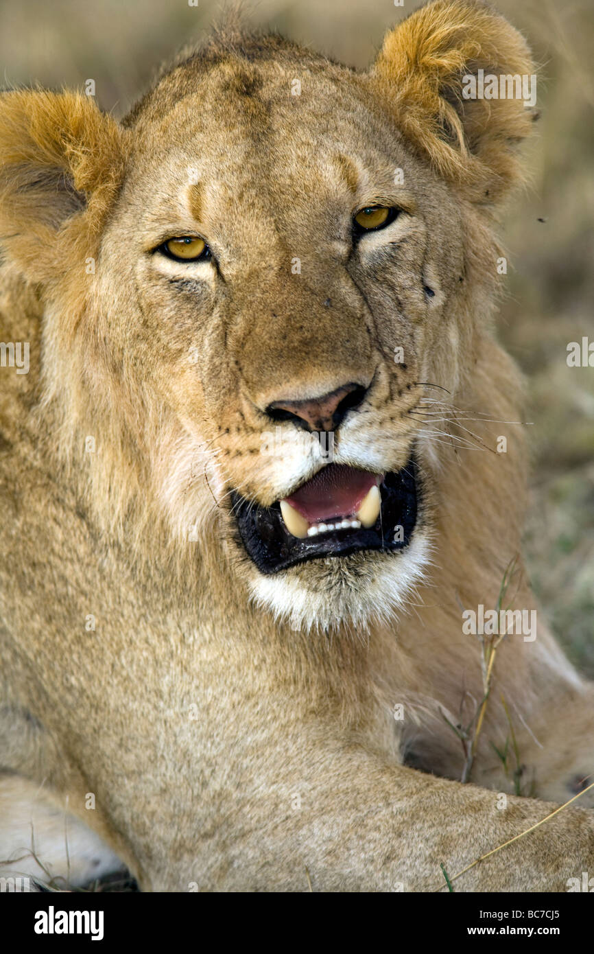 Cachorro de león - Reserva Nacional de Masai Mara, Kenya Foto de stock