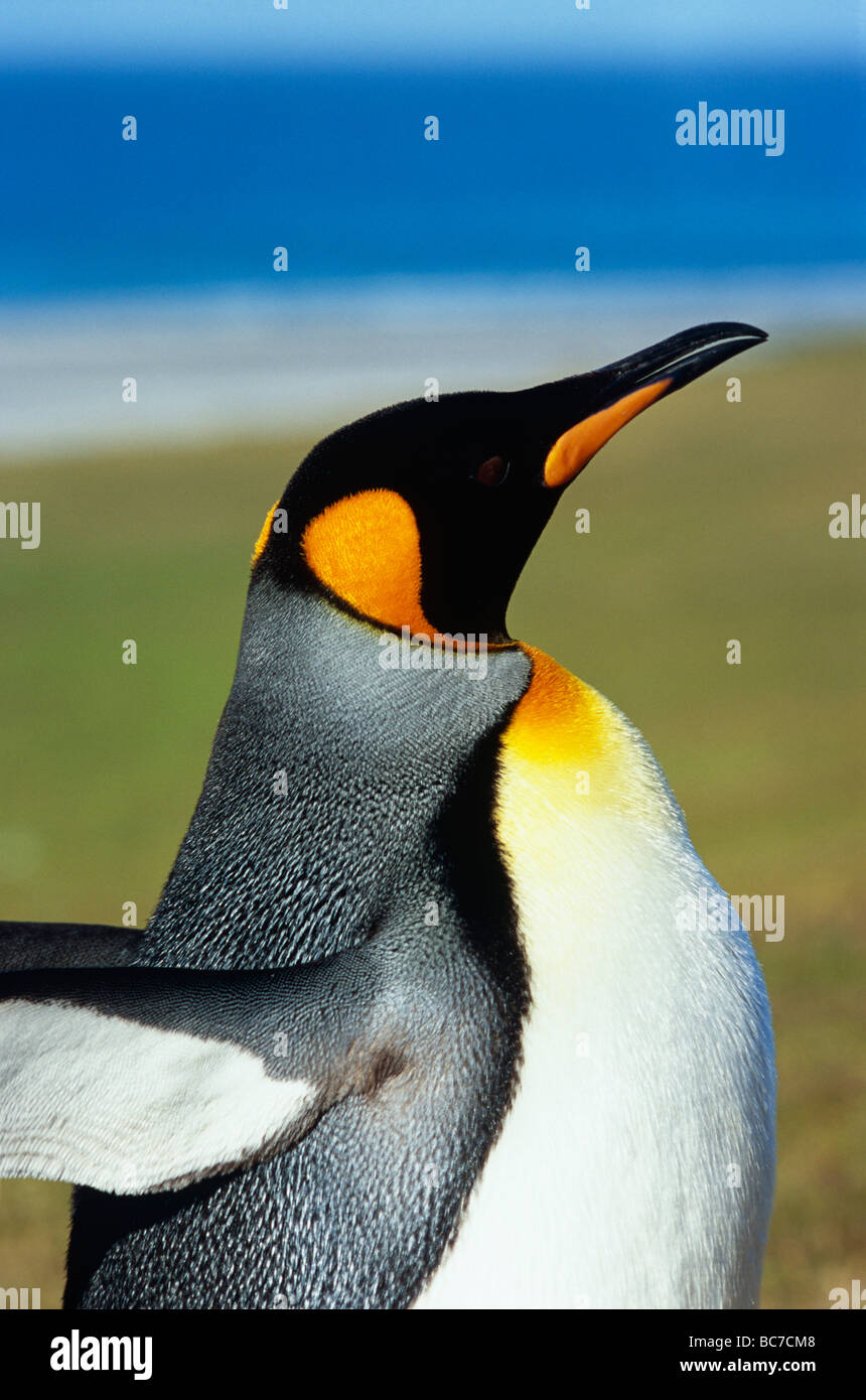 Un adulto, pingüino rey aptenodytes patagonicus, con el mar de fondo Foto de stock