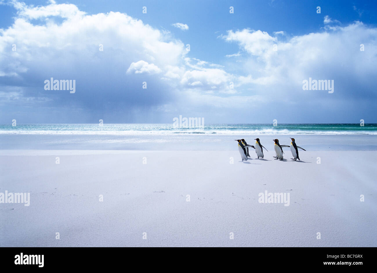 Un grupo de Pingüinos rey, aptenodytes patagonicus, caminar sobre una playa de arena blanca Foto de stock