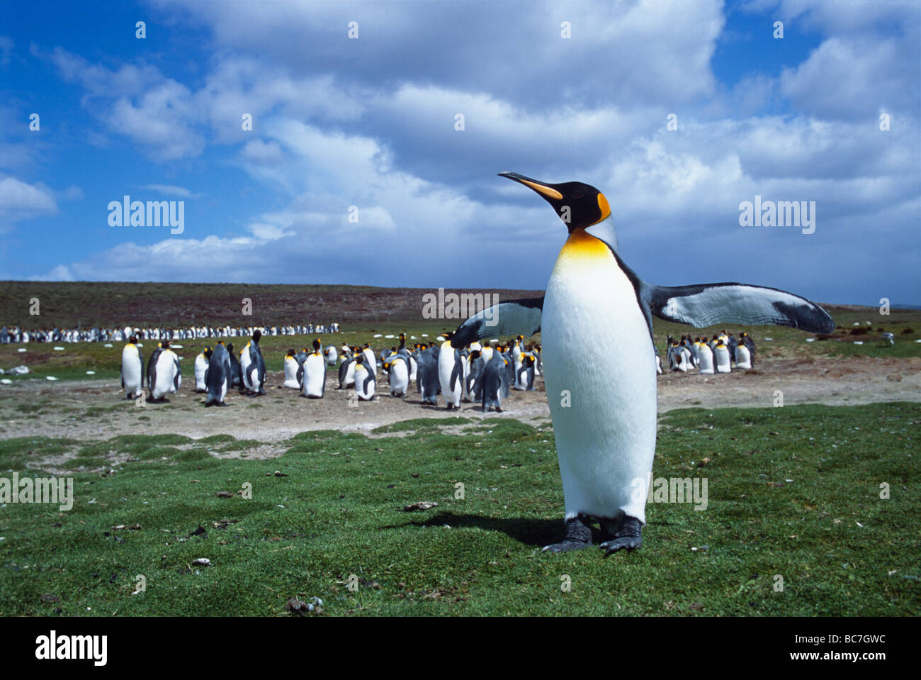 Un pingüino rey aptenodytes patagonicus, estirando sus alas delante de una colonia de pingüinos Foto de stock