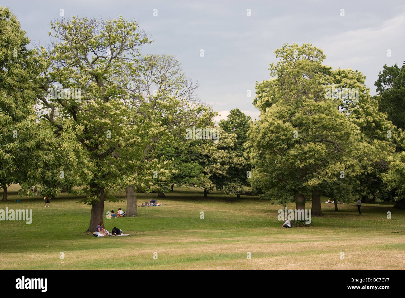 Árboles de verano césped turistas parque Greenwich park Londres England Reino Unido Europa Foto de stock