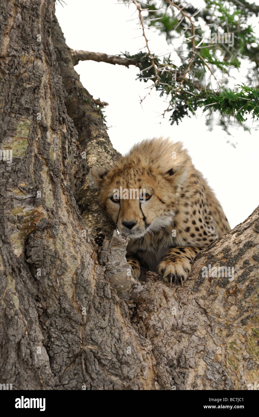 Fotografía de Stock de un cheetah cub trepar un árbol, Ndutu, Tanzania Foto de stock