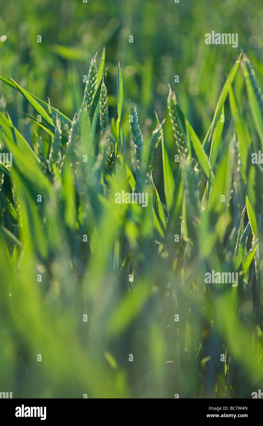 Los cultivos de trigo que crecen en un ámbito rural Foto de stock