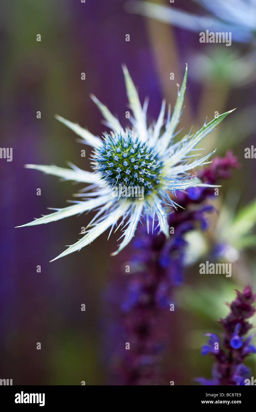 Eryngium x zabelii Eijking 'Jos' Mar holly plantados con plantas de salvia violeta en RHS Harlow Carr Foto de stock