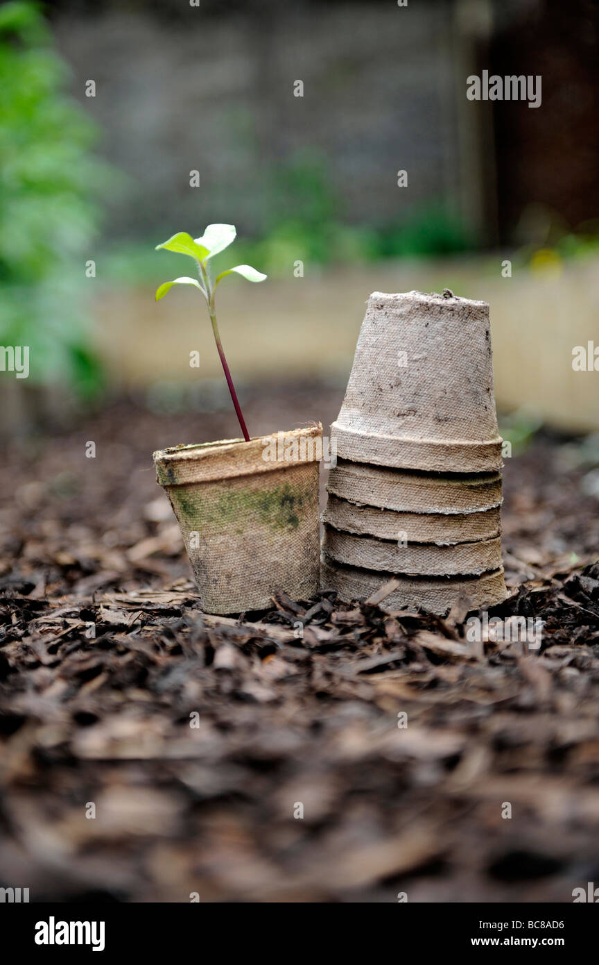 Las plántulas creciendo en brown re utilizado semillas compostable ollas apiladas en corteza molida en un jardín orgánico Foto de stock