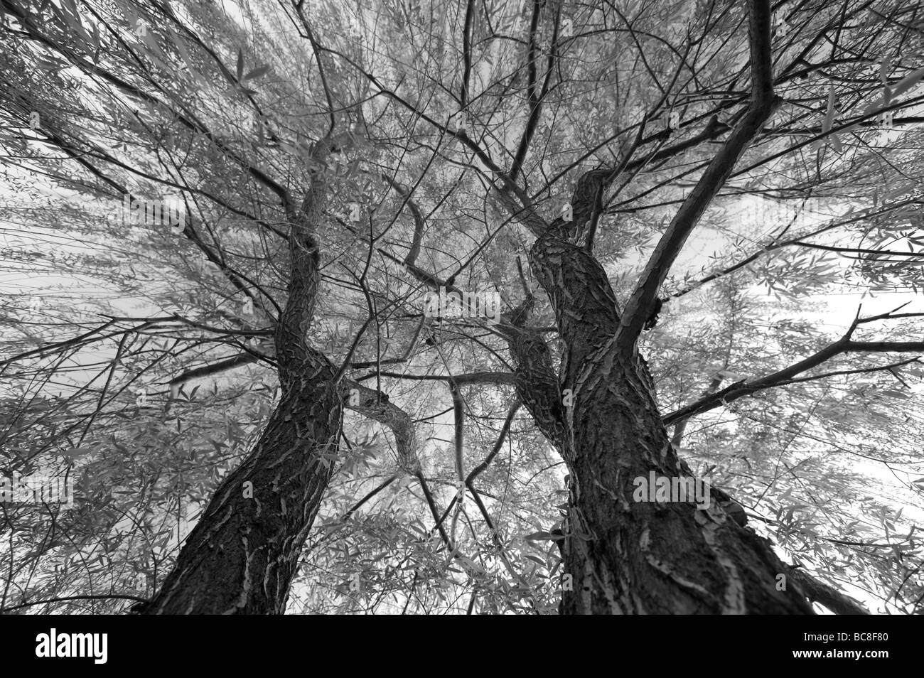 Arbol de sauce lloron blanco y negro Fotos e Imágenes de stock Alamy