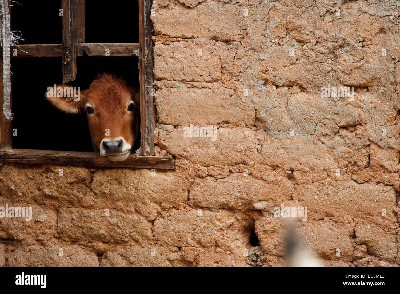 Una vaca mirando por una ventana de un granero construido de arcilla Foto de stock