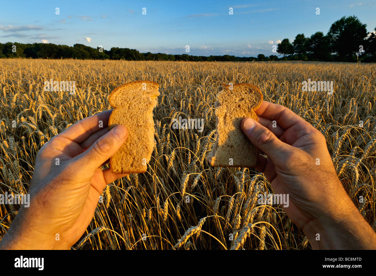 Manos sosteniendo el pan de trigo en campo de trigo Foto de stock