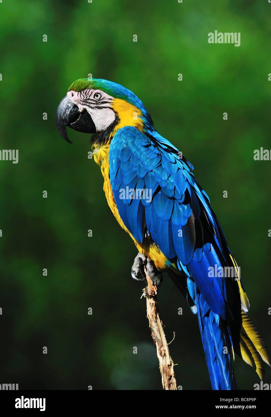 Cerca de un hermoso guacamayo azul y amarillo Ara ararauna Foto de stock
