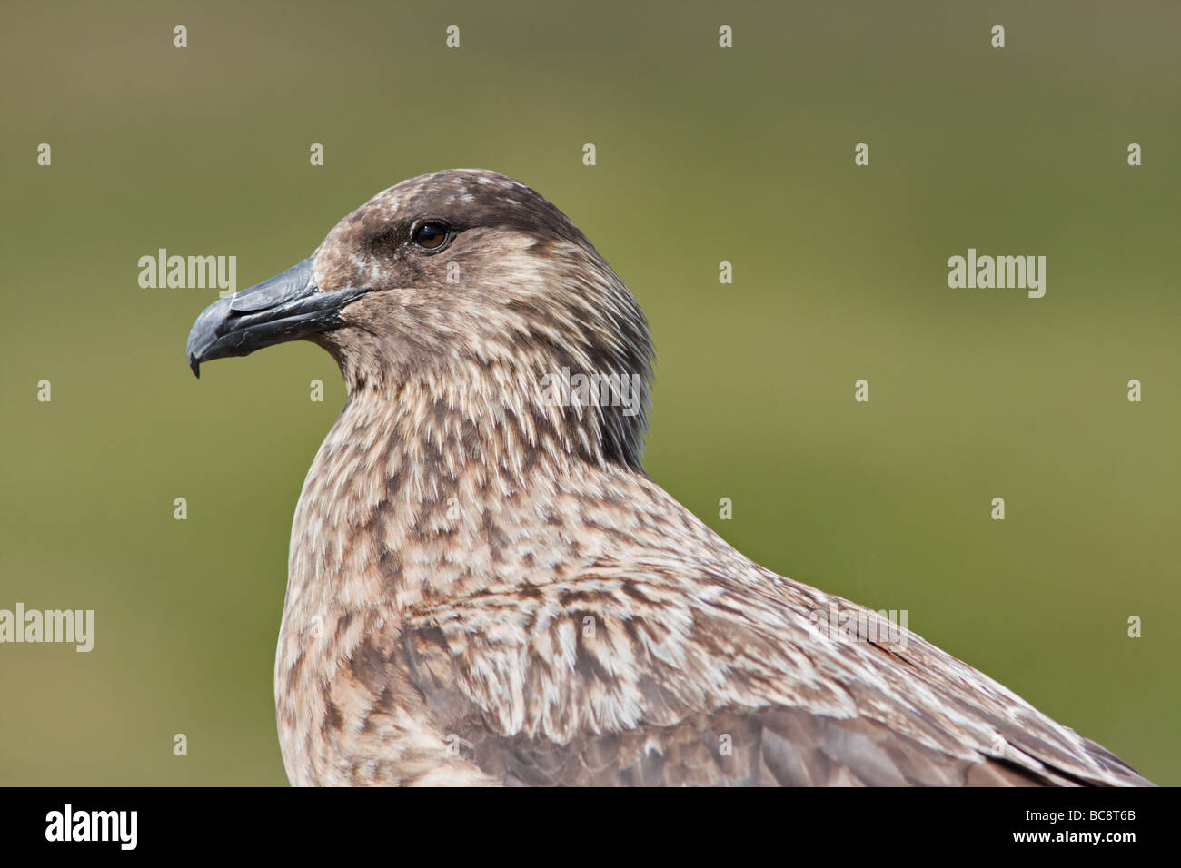 Un Bonxie (Gran skúas (Catharacta skúas) en Hermaness Hill, Hermaness NNR, Unst, Shetland. Foto de stock