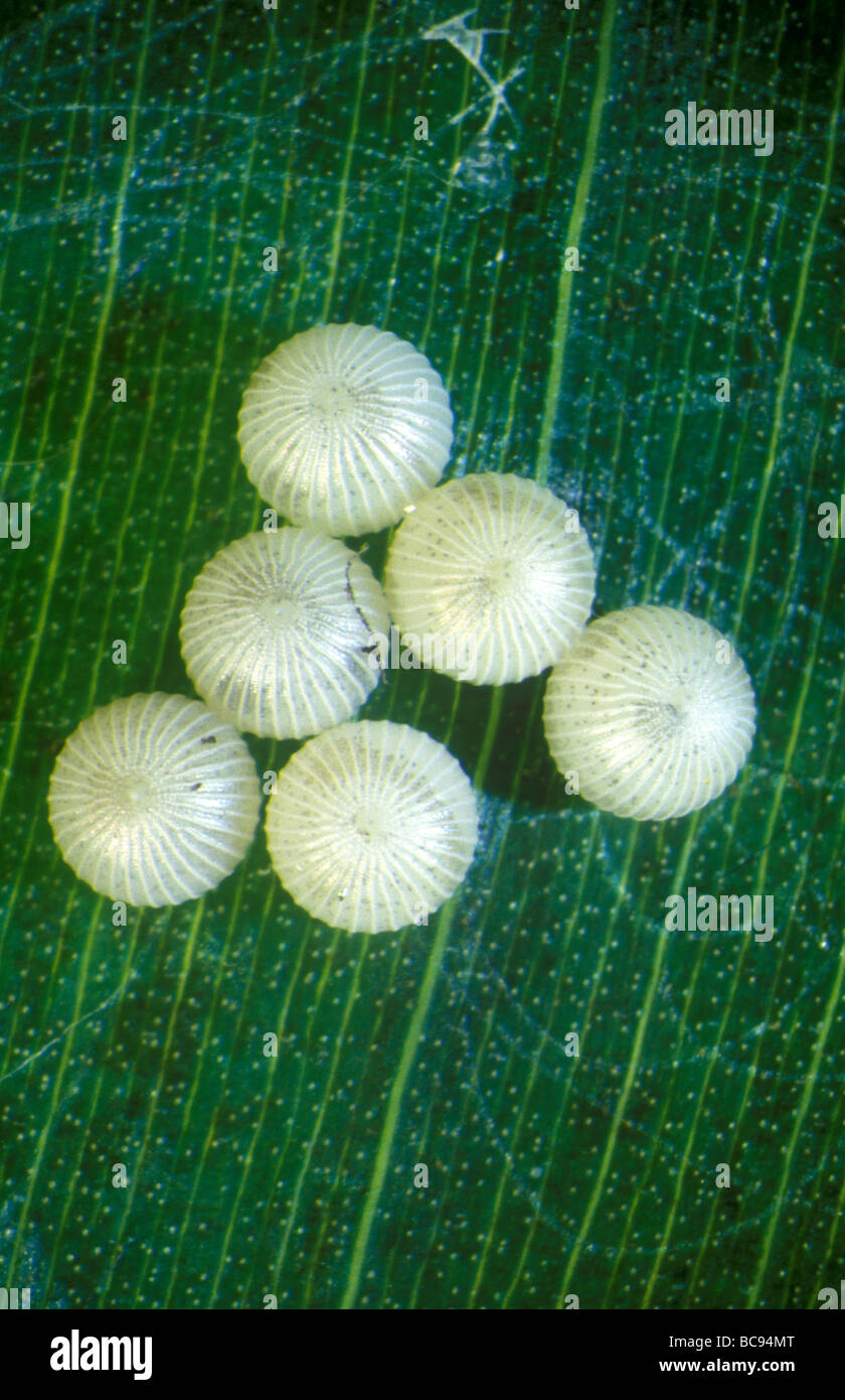 Huevos de mariposa búho, Caligo , sentado sobre una hoja verde Foto de stock