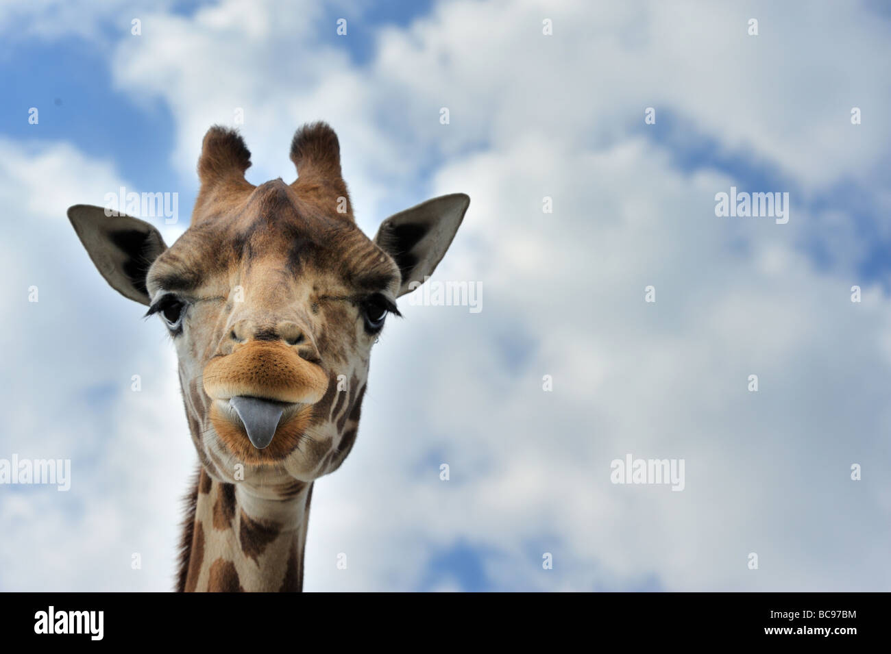 Cerca de una divertida jirafa Foto de stock