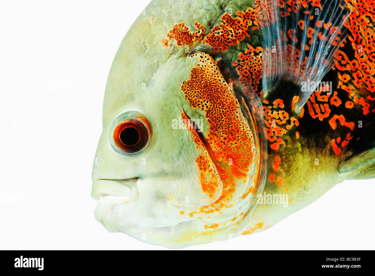 Oscar peces tropicales de agua dulce Peces Astonotus ocellatus Dist Brasil Guinea Francesa Colombia y Perú, río Amazonas Foto de stock