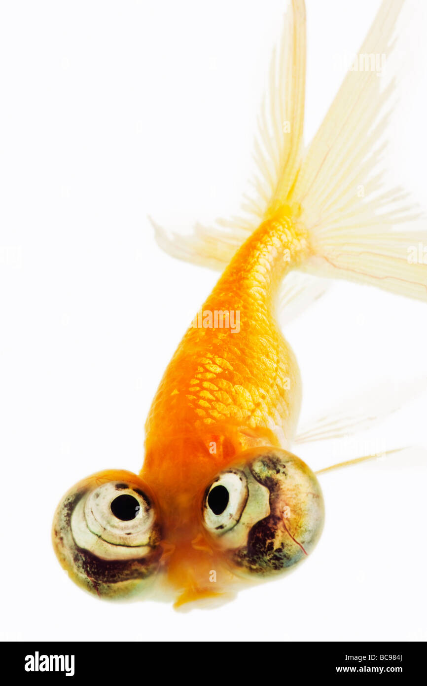 Ojos celestes gold fish Foto de stock