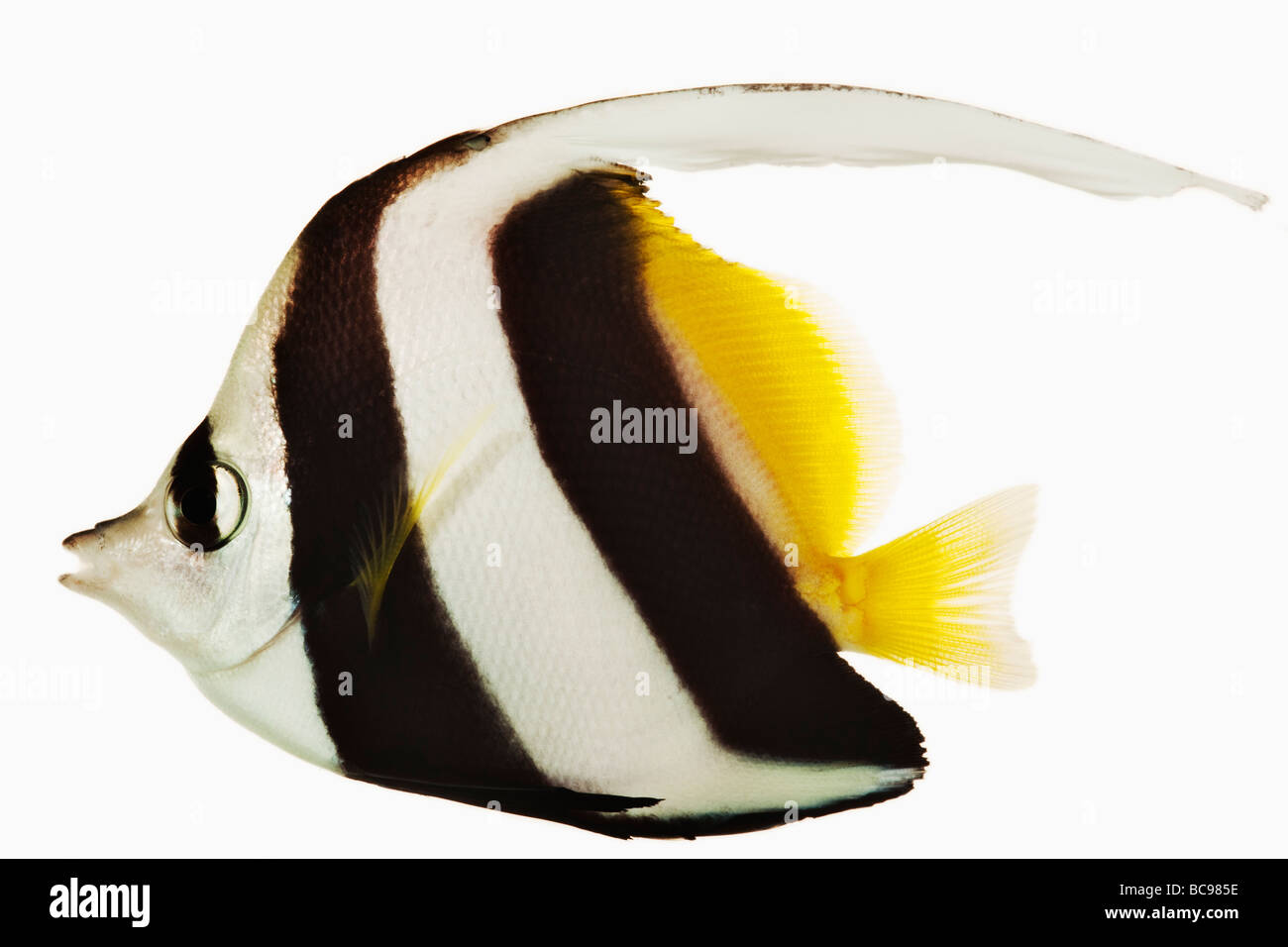 Banner de aleta larga pez Heniochus acuminatus también conocido como Blanco y Negro Heniochus peces mariposa o pobres mans ídolo Moro Foto de stock