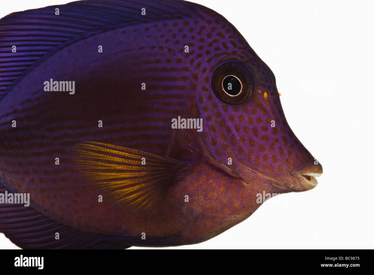Tang Zebrasoma xanthurum púrpura peces marinos peces de arrecife, también conocido como la perca plateada Tang Sailfin Dist Mar Rojo Mar Arábigo Foto de stock
