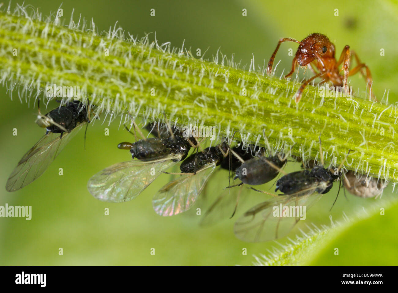 Hormiga Myrmica tendiendo a los áfidos. Ellos leche estos pulgones, el melón es muy rico en azúcar. Foto de stock