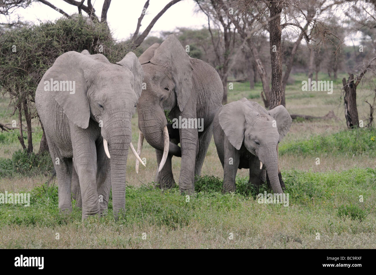 Fotos de una familia de elefantes de pie en el bosque de Ndutu, Tanzania, 2009. Foto de stock