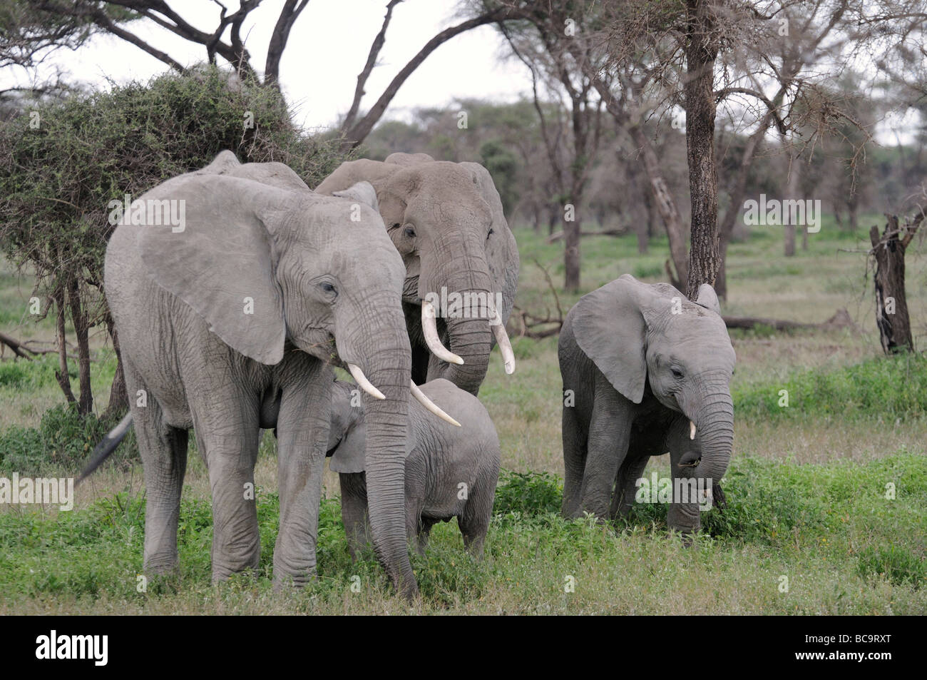 Fotos de una familia de elefantes de pie en el bosque de Ndutu, Tanzania, 2009. Foto de stock