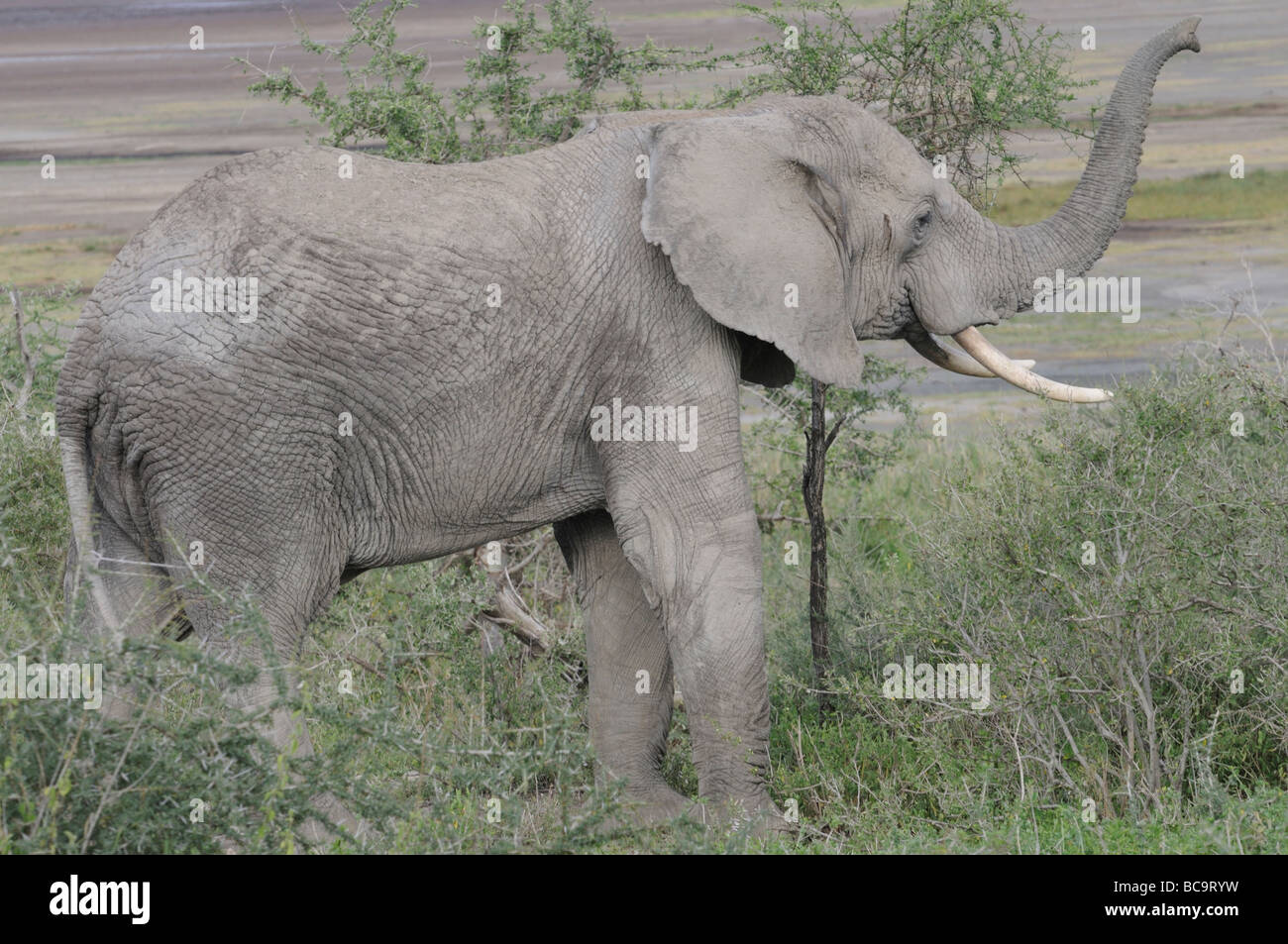 Fotografía de Stock de un elefante baño de polvo, Ndutu, Tanzania, en febrero de 2009. Foto de stock