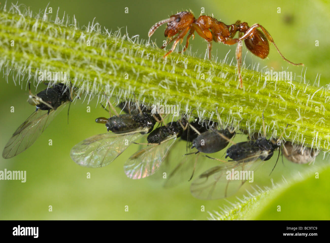 Hormiga Myrmica tendiendo a los áfidos. Ellos leche estos pulgones, el melón es muy rico en azúcar. Foto de stock