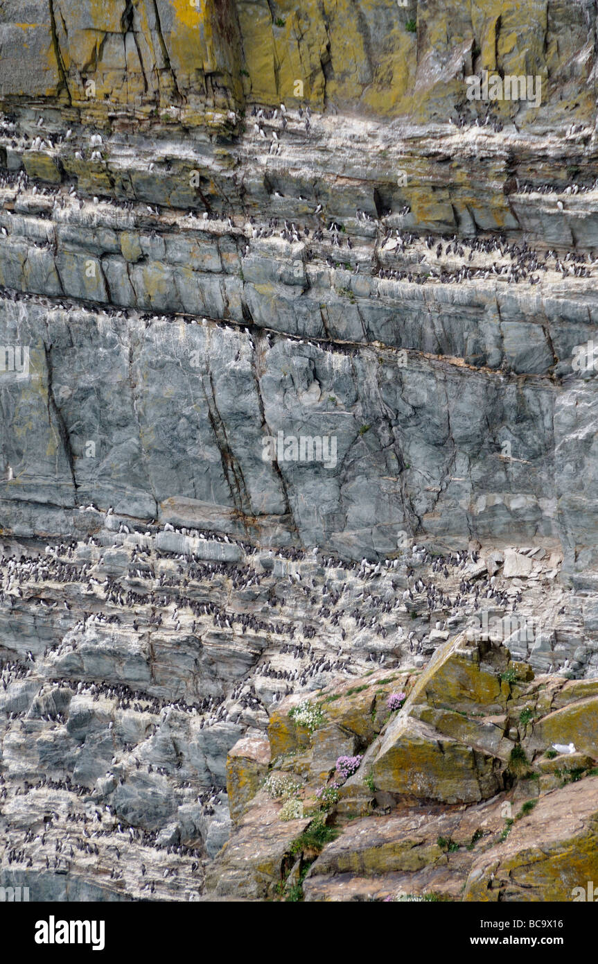 Guillemot uria aalge colonia de anidación en los acantilados en el sur de la pila de reserva RSPB Anglesey Gales REINO UNIDO Foto de stock