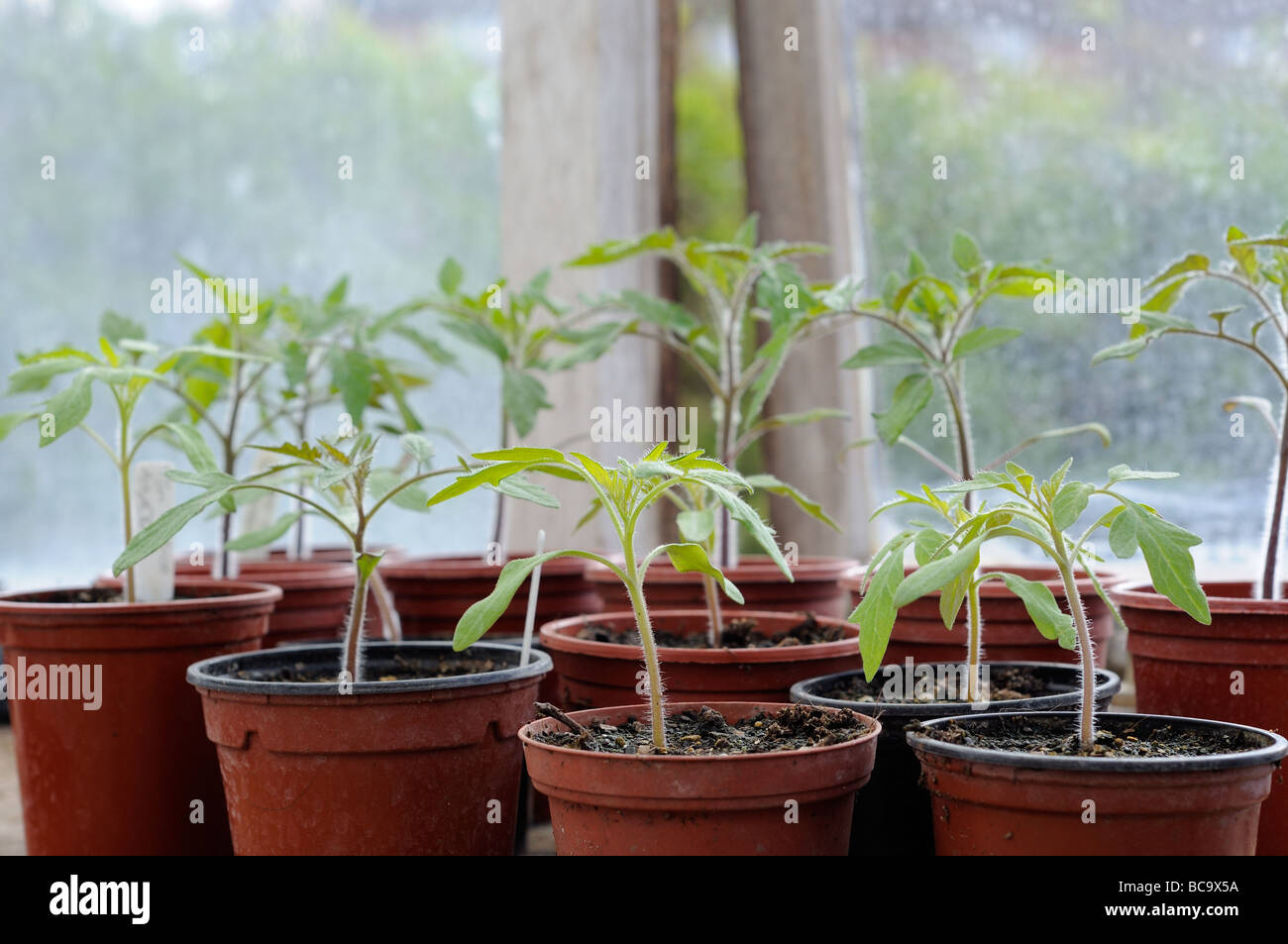 Jóvenes de plantas de tomate en invernadero en potes 9cm estadificación UK Abril Foto de stock