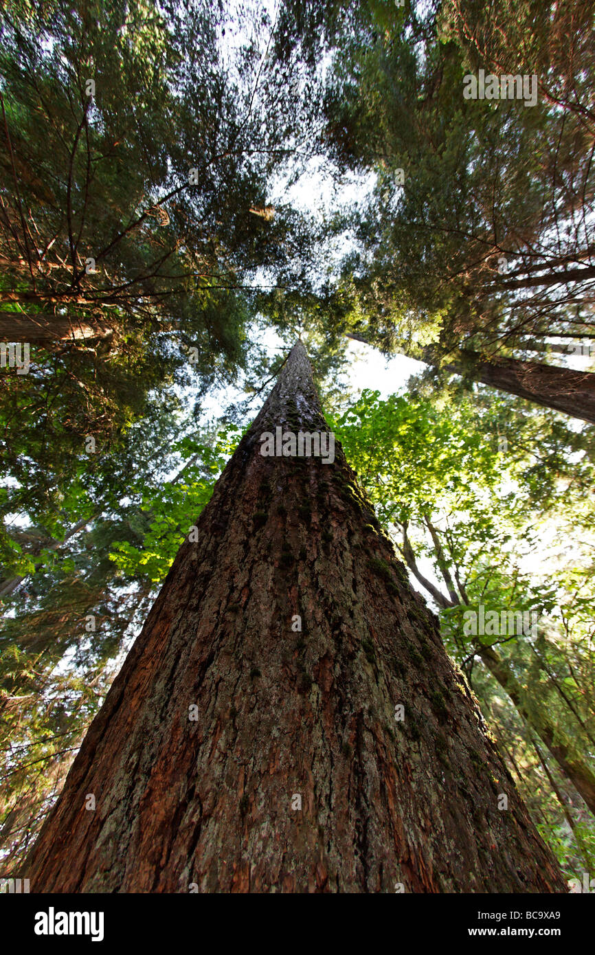 Secuoya gigante en Cathedral Grove Parque Nacional en la isla de