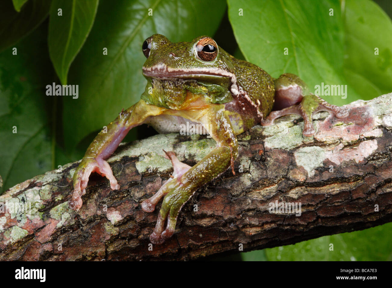 Un ladrido treefrog posa para la cámara Foto de stock