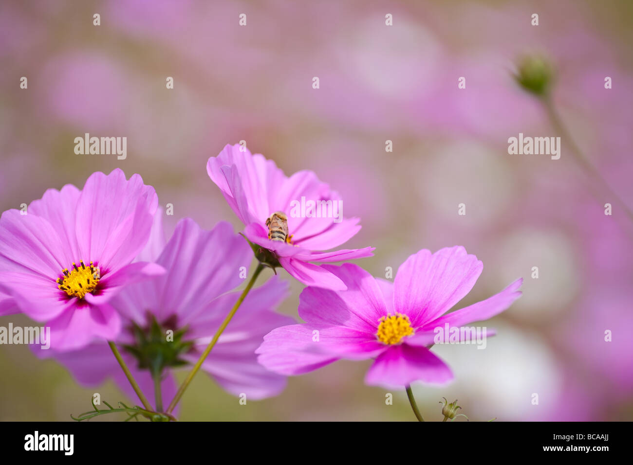 La radiancia cultivado cosmos es un miembro de la familia Aster. Tiene grandes 2-2.5' flores de diversos colores. Esta variedad crecerá 4-5 pies de altura. Foto de stock