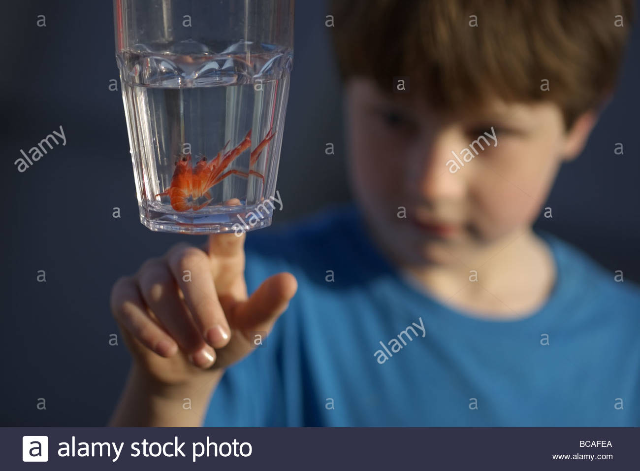 Curioso joven y pelágicas de cangrejo rojo. Foto de stock